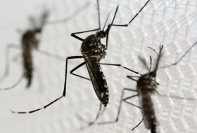 Scientists find SECOND species of mosquito can spread Zika virus